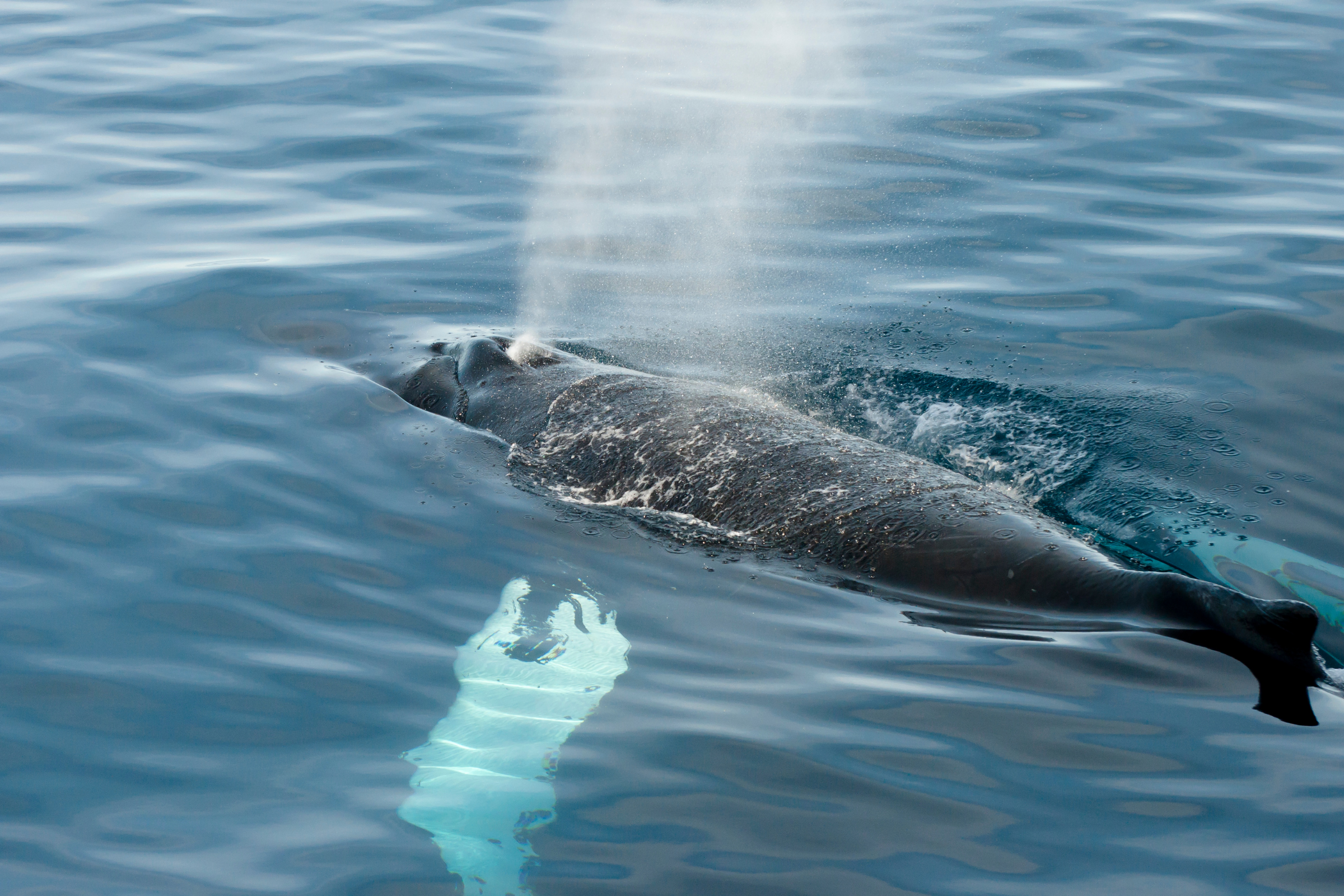 northeast greenland national park (3).webp